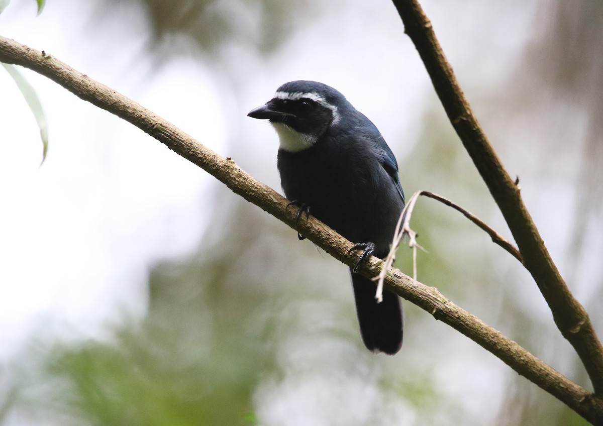 White-throated Jay - ML638333112
