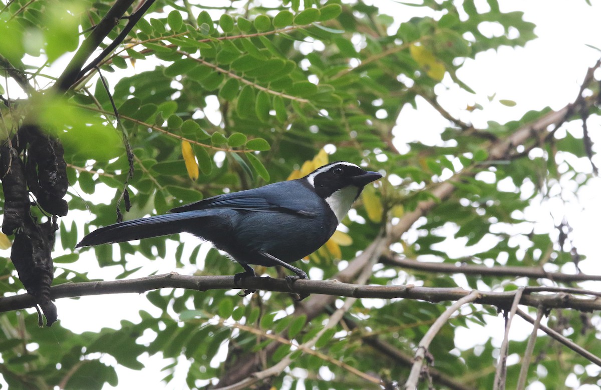 White-throated Jay - ML638333113