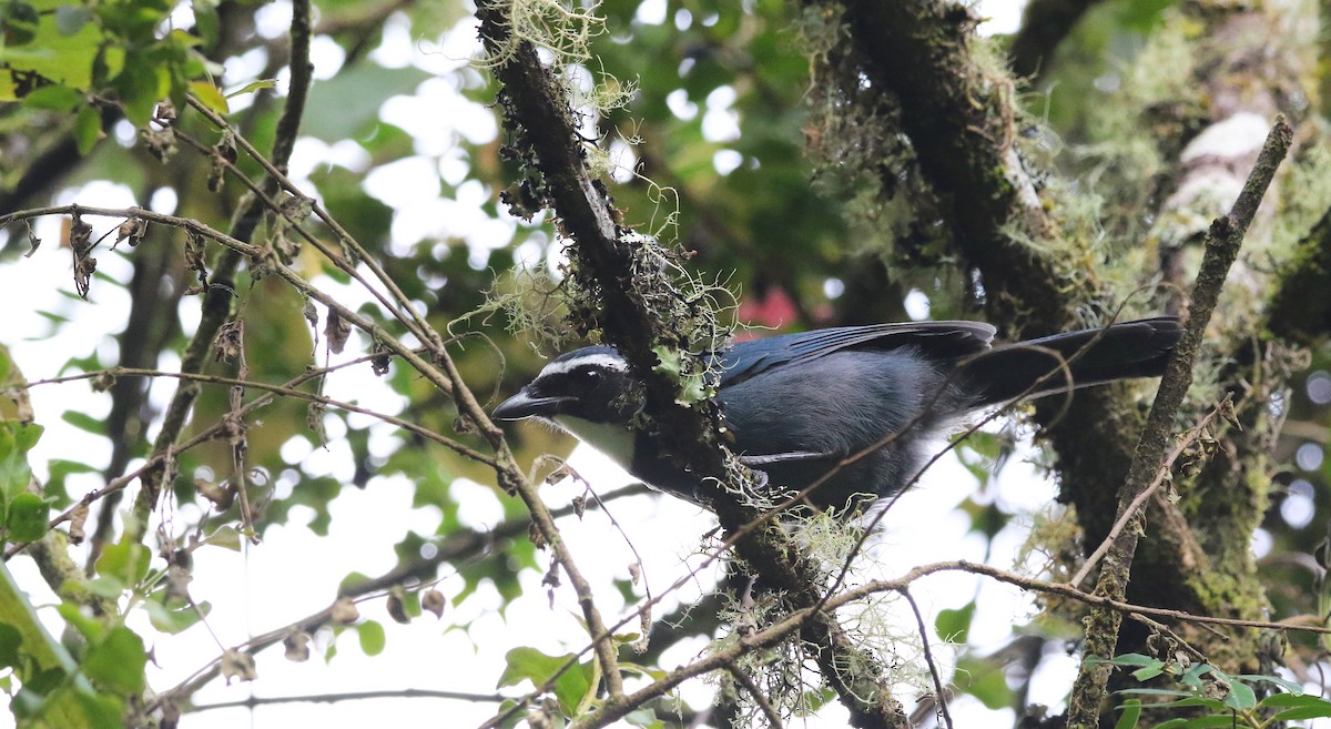 White-throated Jay - ML638333115