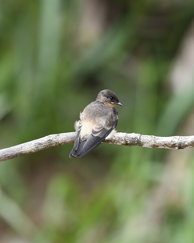 Southern Rough-winged Swallow - ML638333119