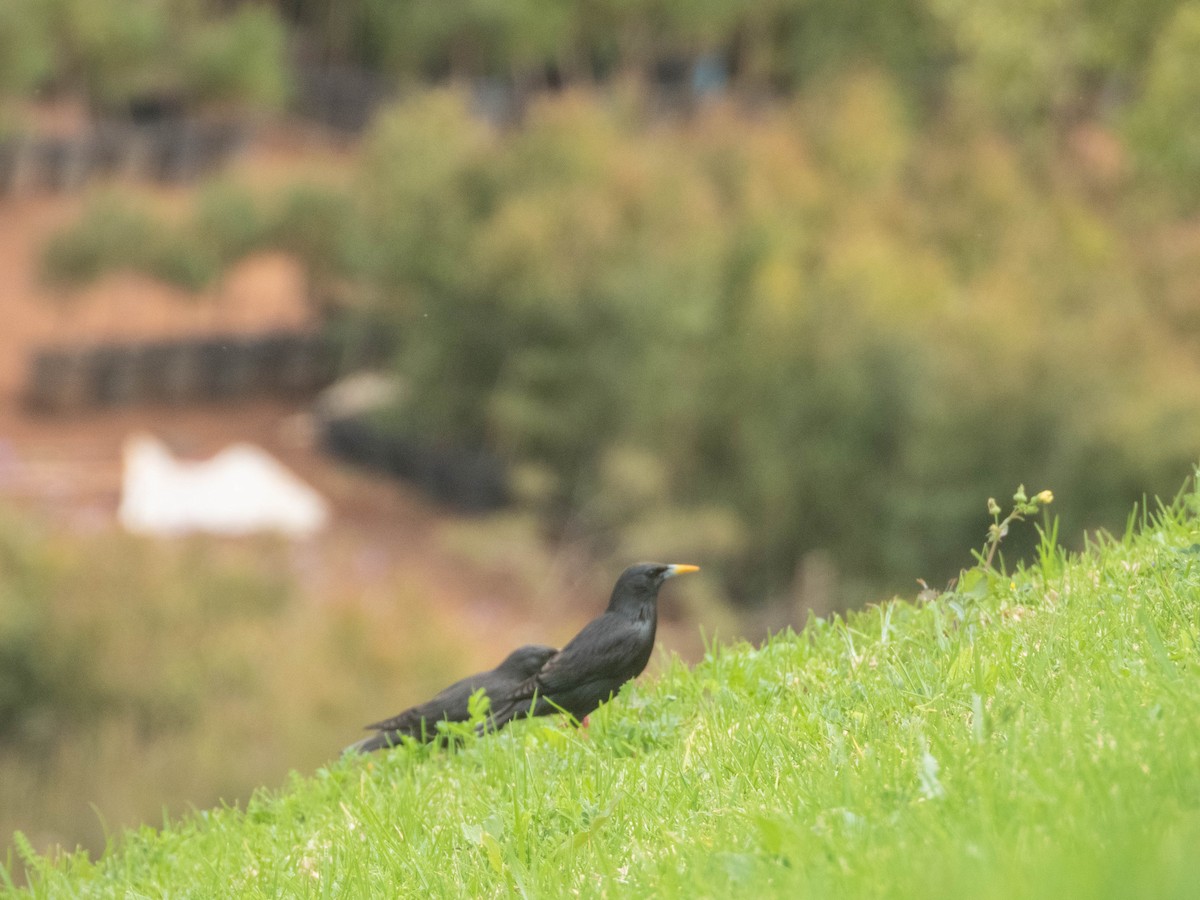 Spotless Starling - ML638333167