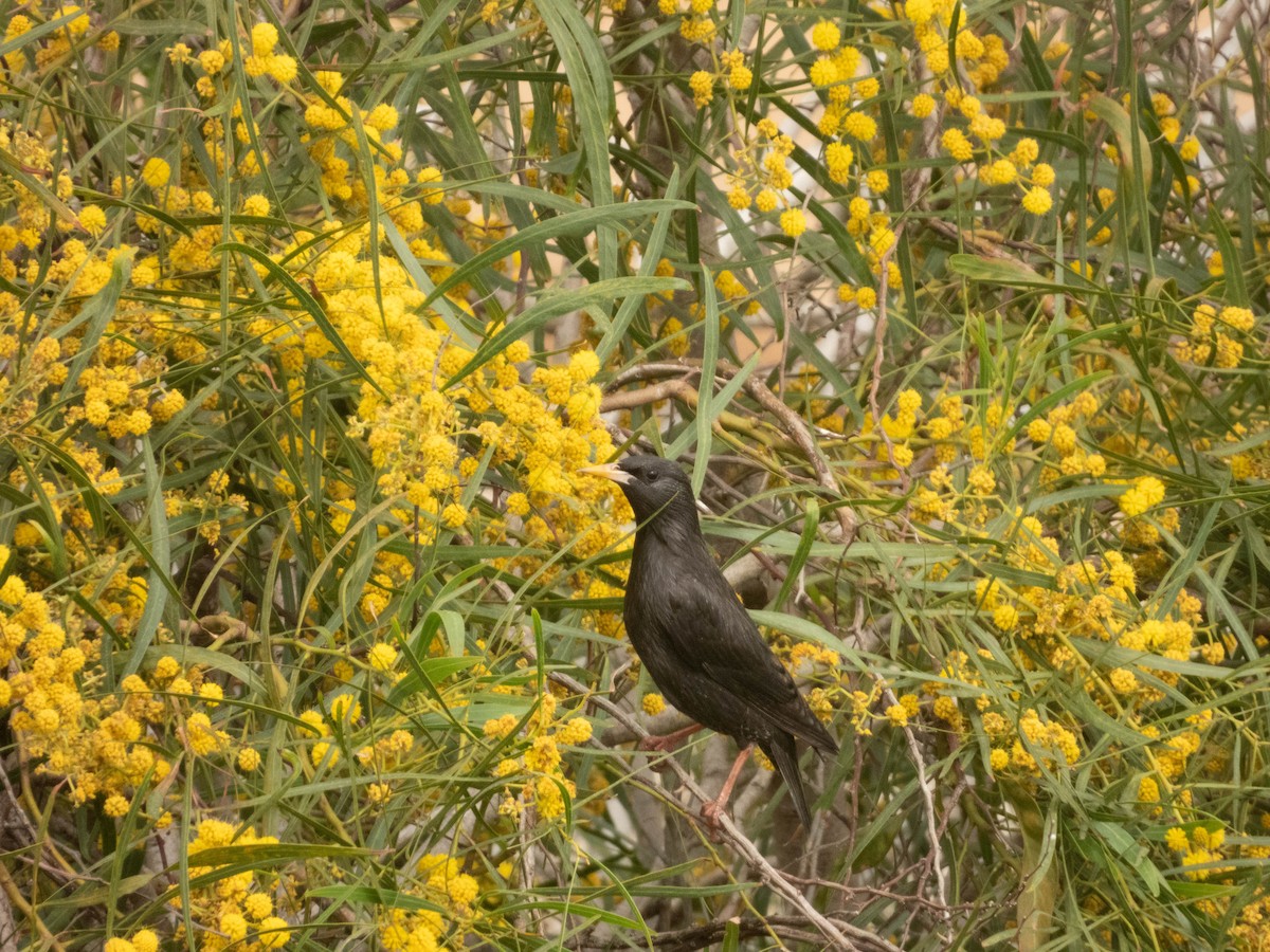 Spotless Starling - ML638333168