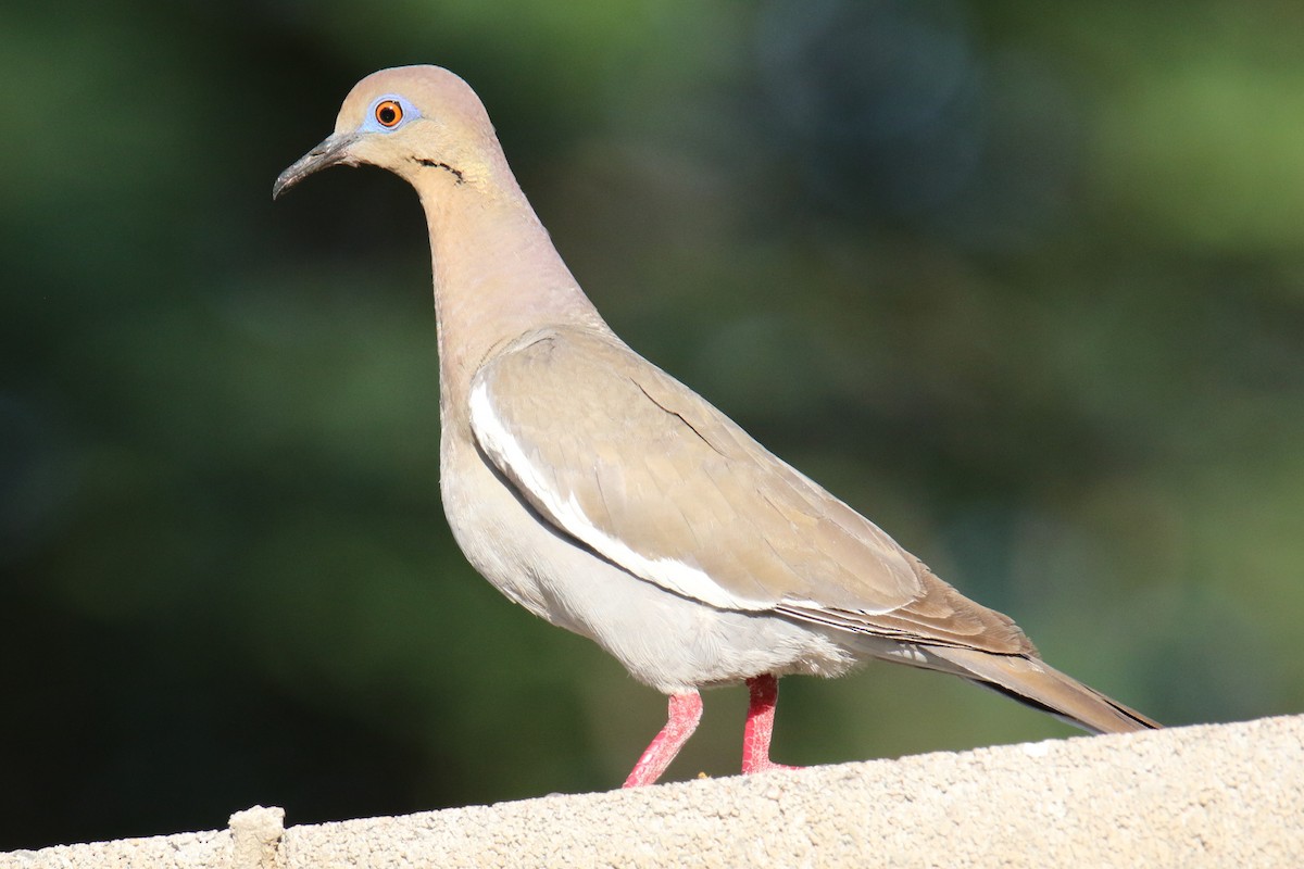 White-winged Dove - ML638333170