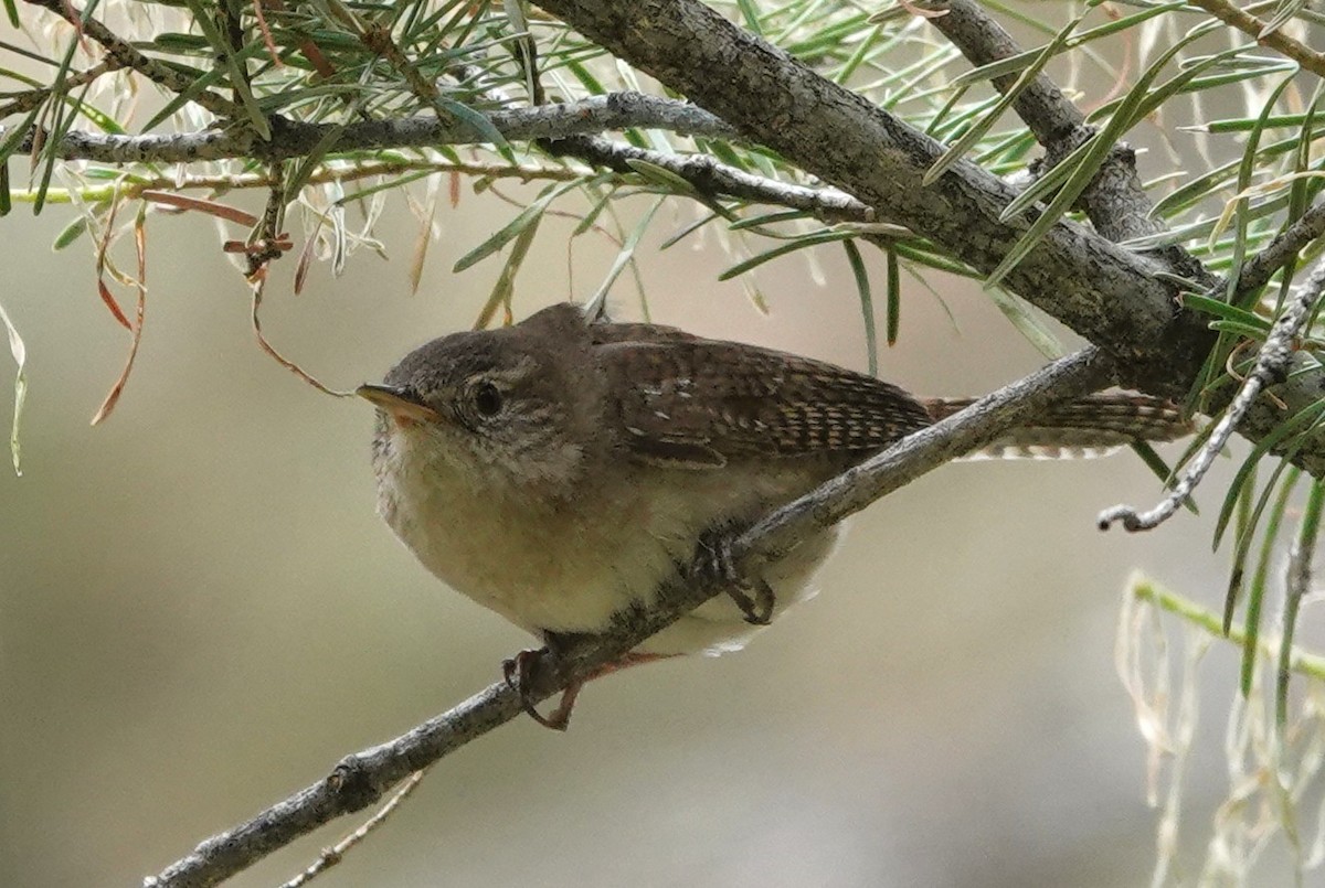 Northern House Wren - ML638333192