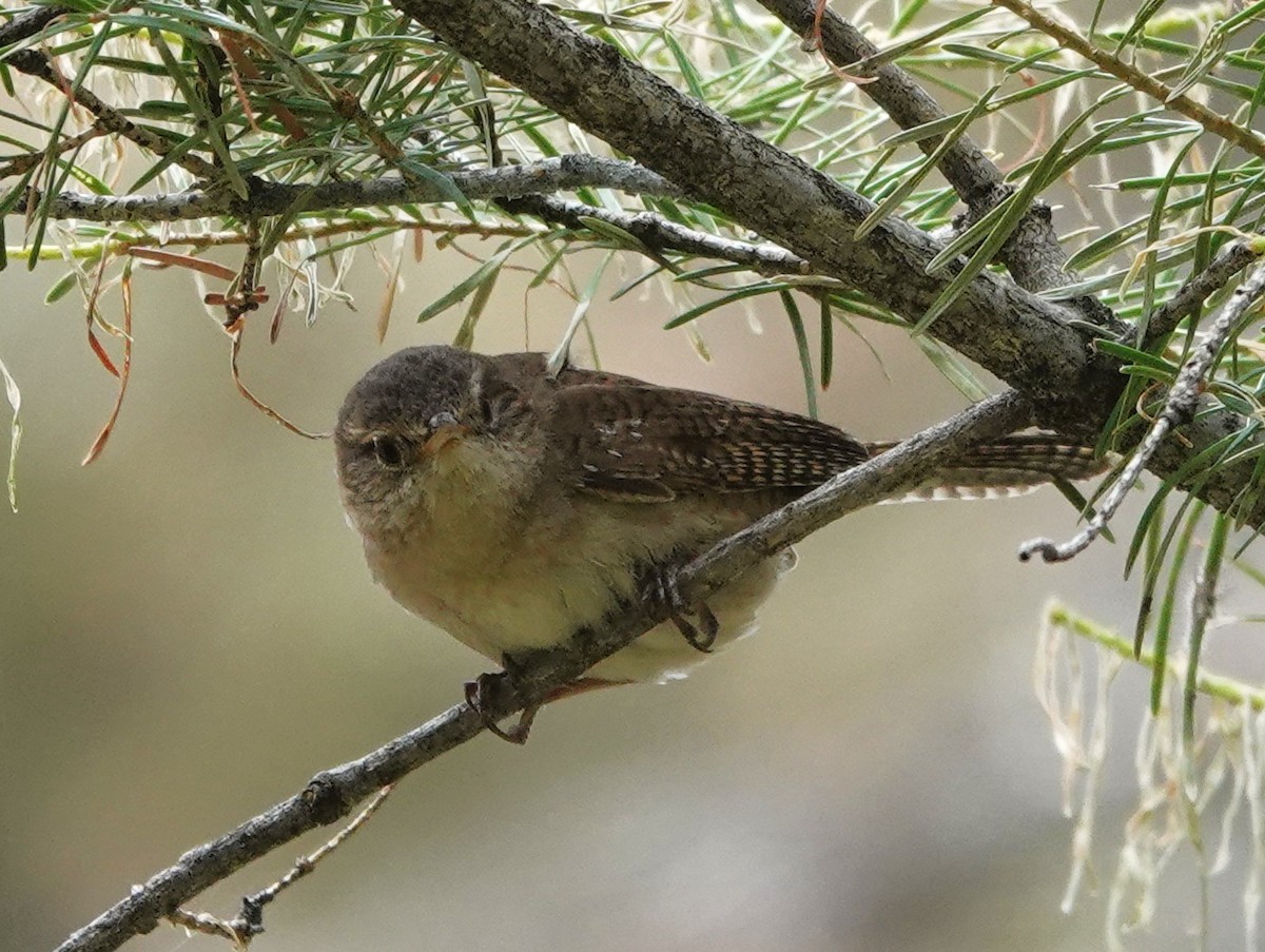 Northern House Wren - ML638333195