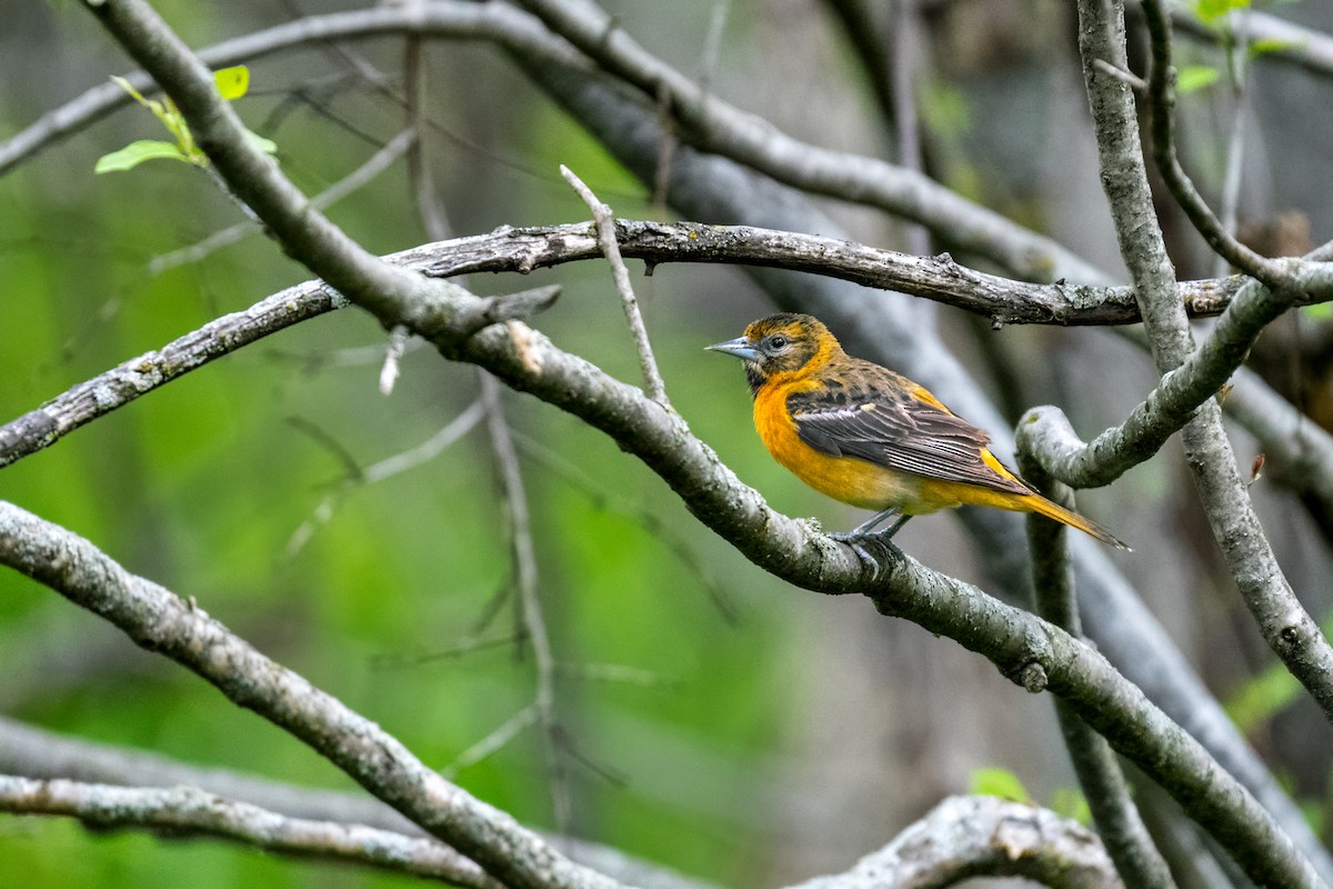 Baltimore Oriole - ML638333203