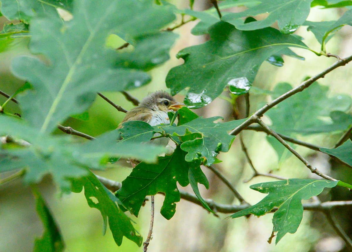 Vireo Ojirrojo - ML638333205