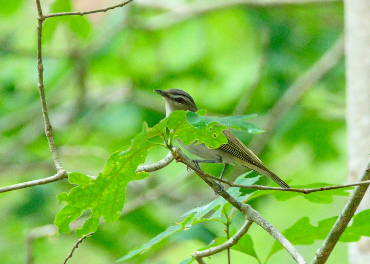 Vireo Ojirrojo - ML638333233