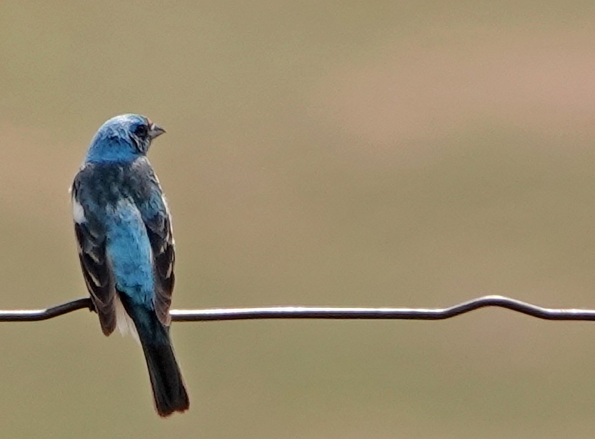 Lazuli Çintesi - ML638333242