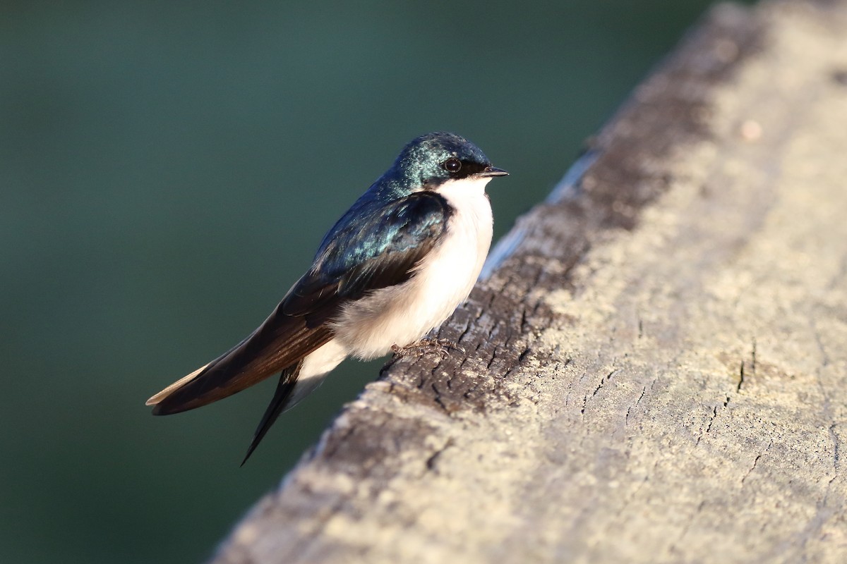 Tree Swallow - ML638333243