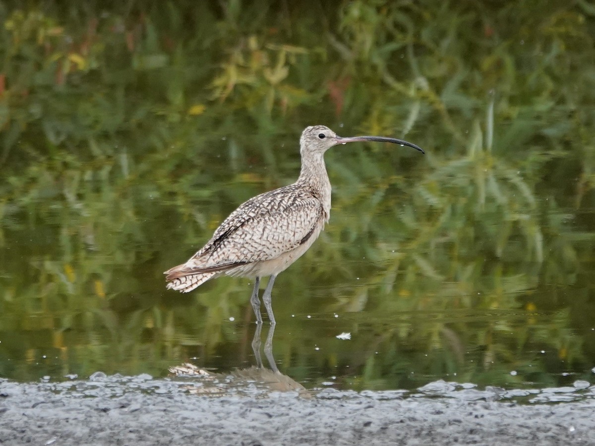 Long-billed Curlew - ML638333246