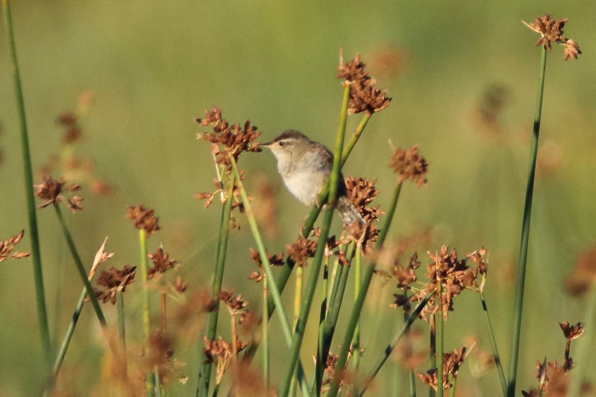 Marsh Wren - ML638333253