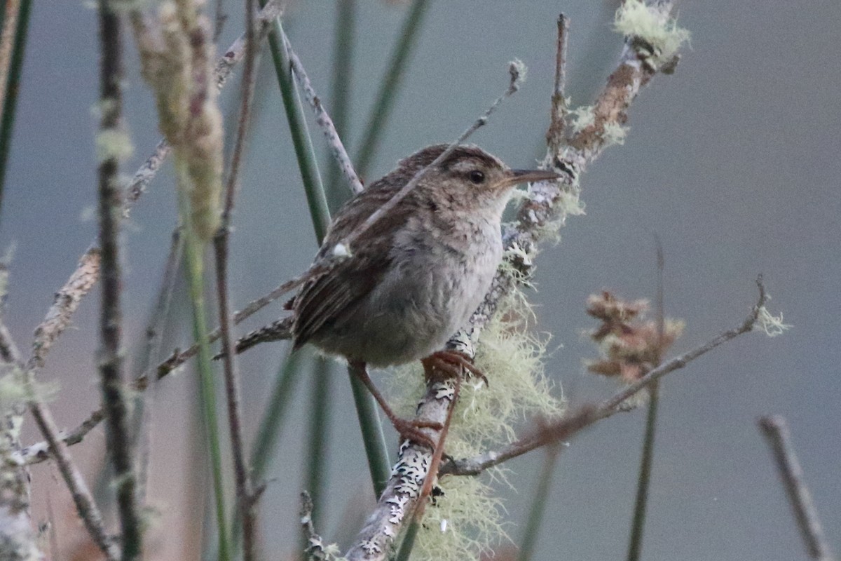 Marsh Wren - ML638333254