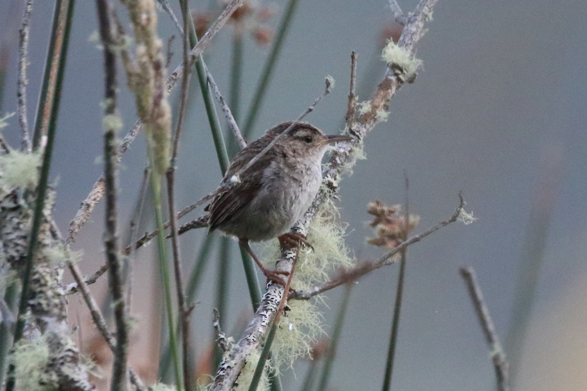 Marsh Wren - ML638333255