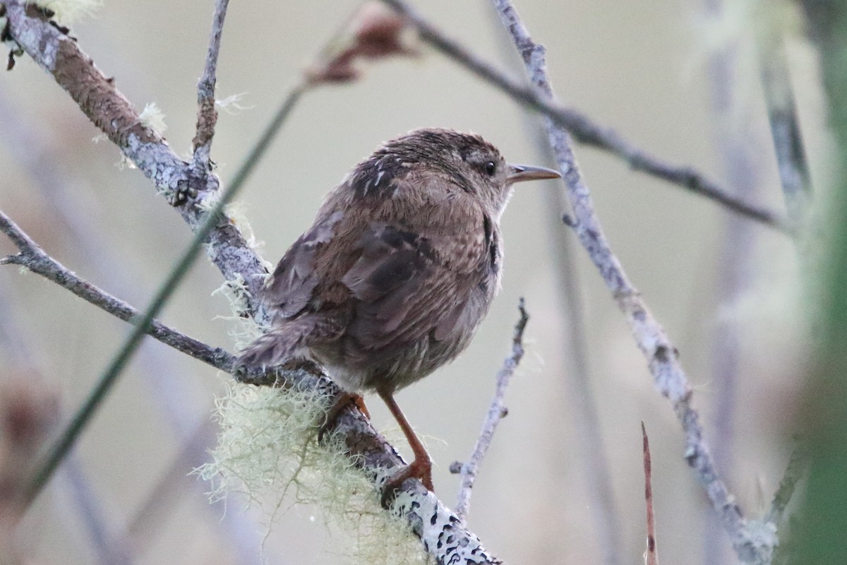 Marsh Wren - ML638333256