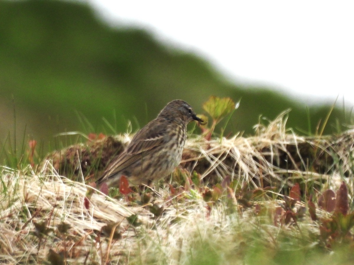 skjærpiplerke (littoralis) - ML638333271
