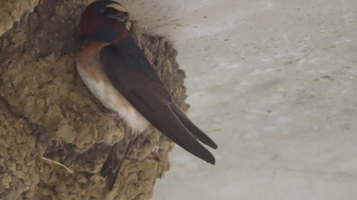 Cliff Swallow - ML638333274