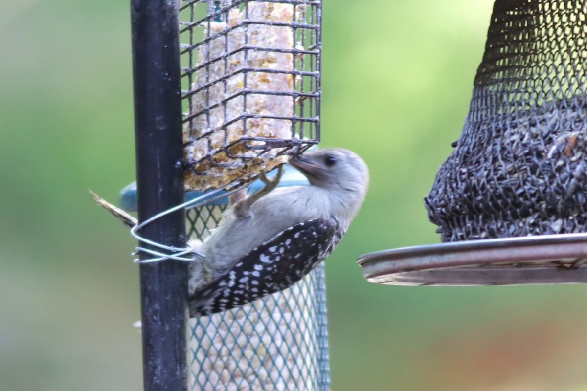 Red-bellied Woodpecker - ML638333293