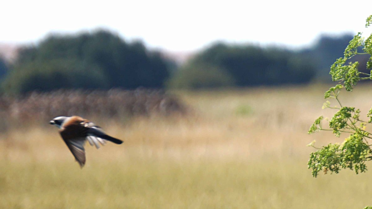 Red-backed Shrike - ML638333310