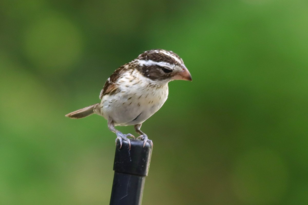 Rose-breasted Grosbeak - ML638333317