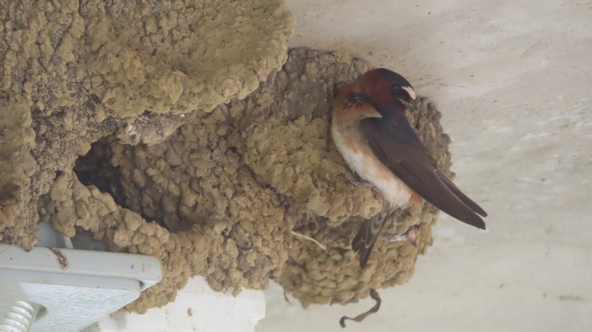 Cliff Swallow - ML638333323