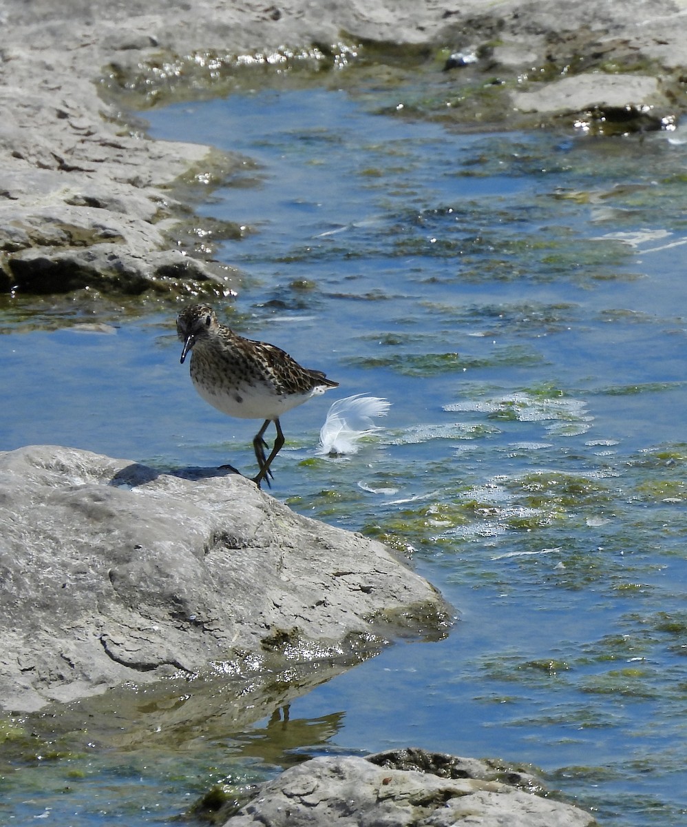 pygmésnipe - ML638333325