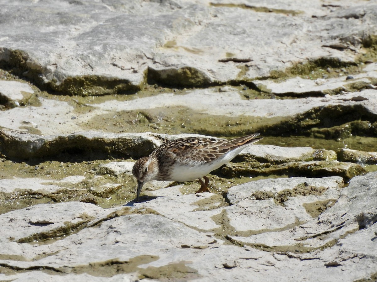 pygmésnipe - ML638333327