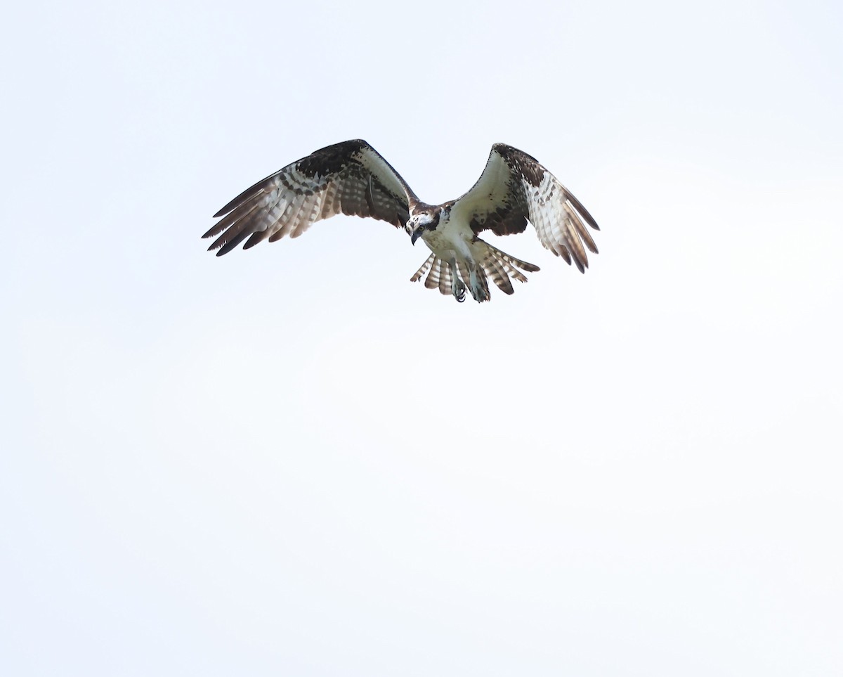魚鷹(carolinensis) - ML638333331