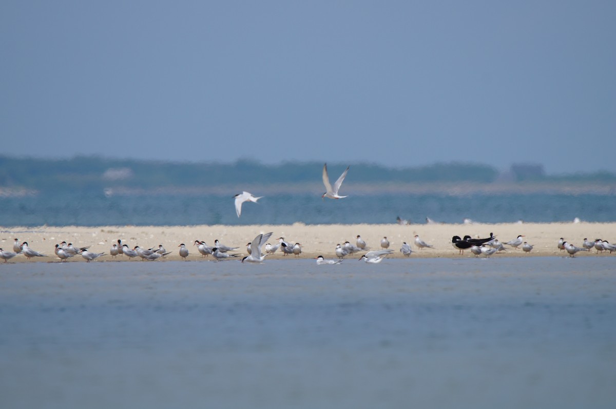 Common Tern - ML638333349