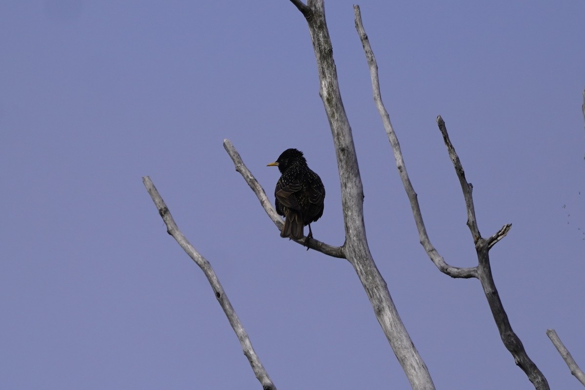 European Starling - ML638333354