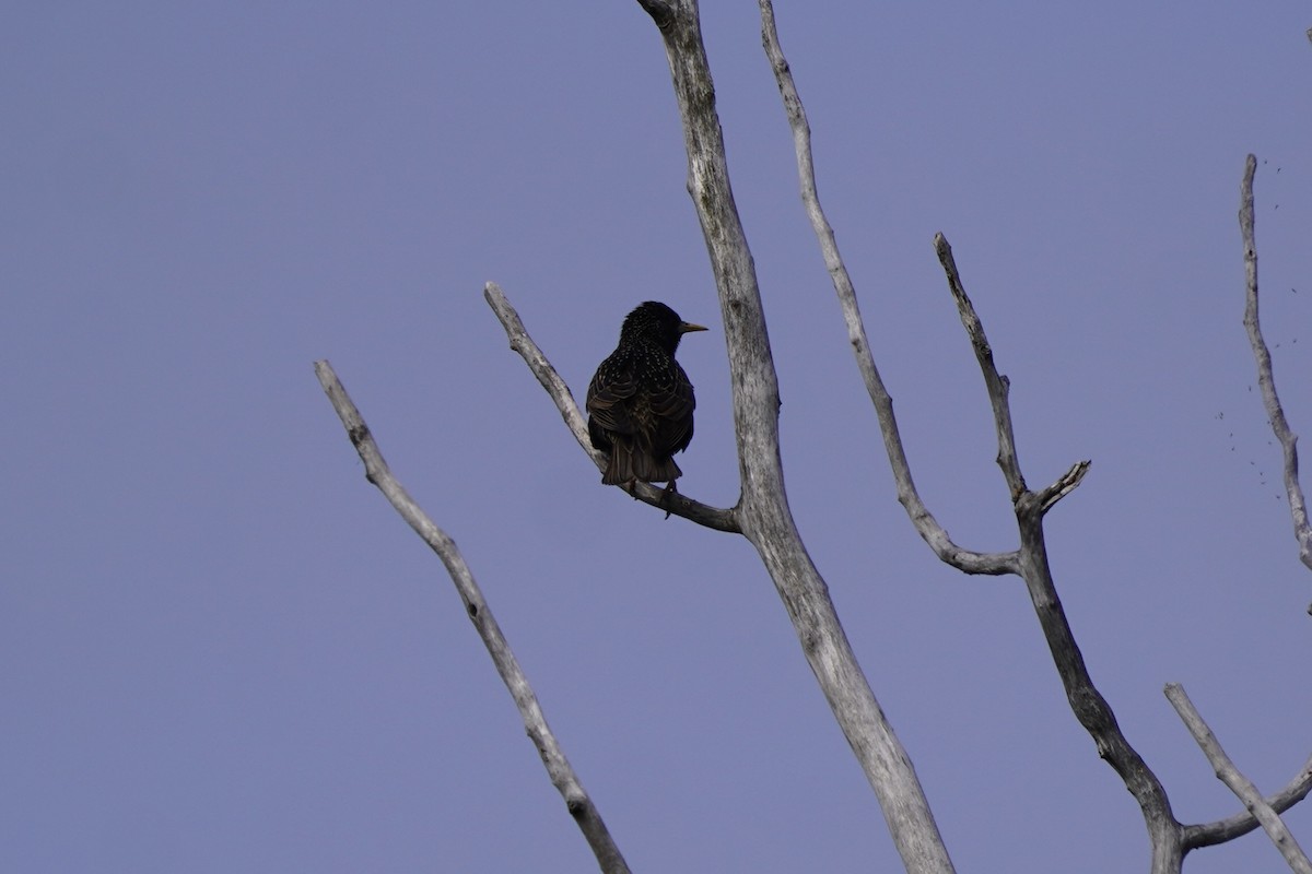 European Starling - ML638333355