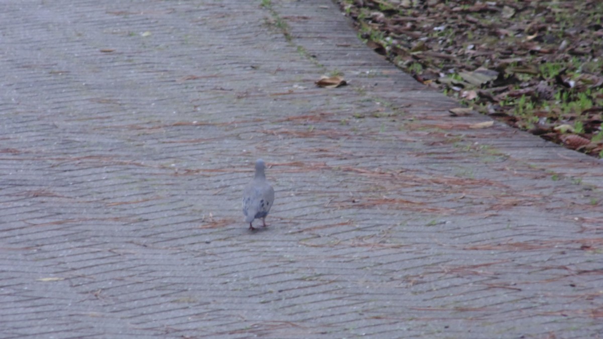 Eared Dove - ML638333362