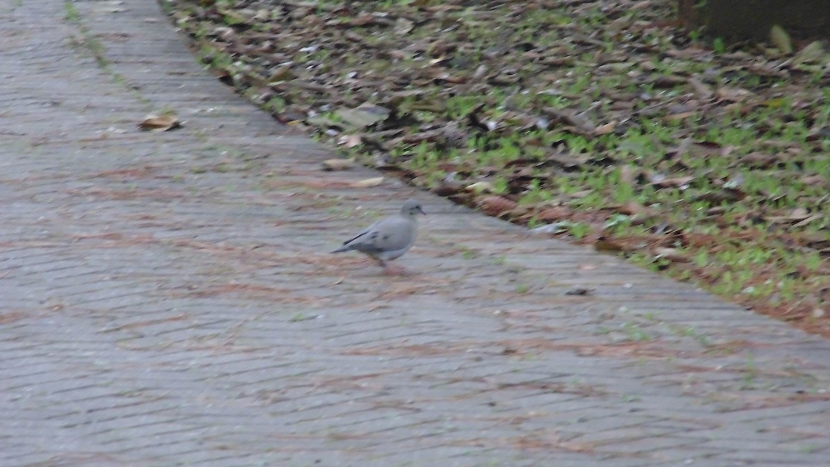 Eared Dove - ML638333363