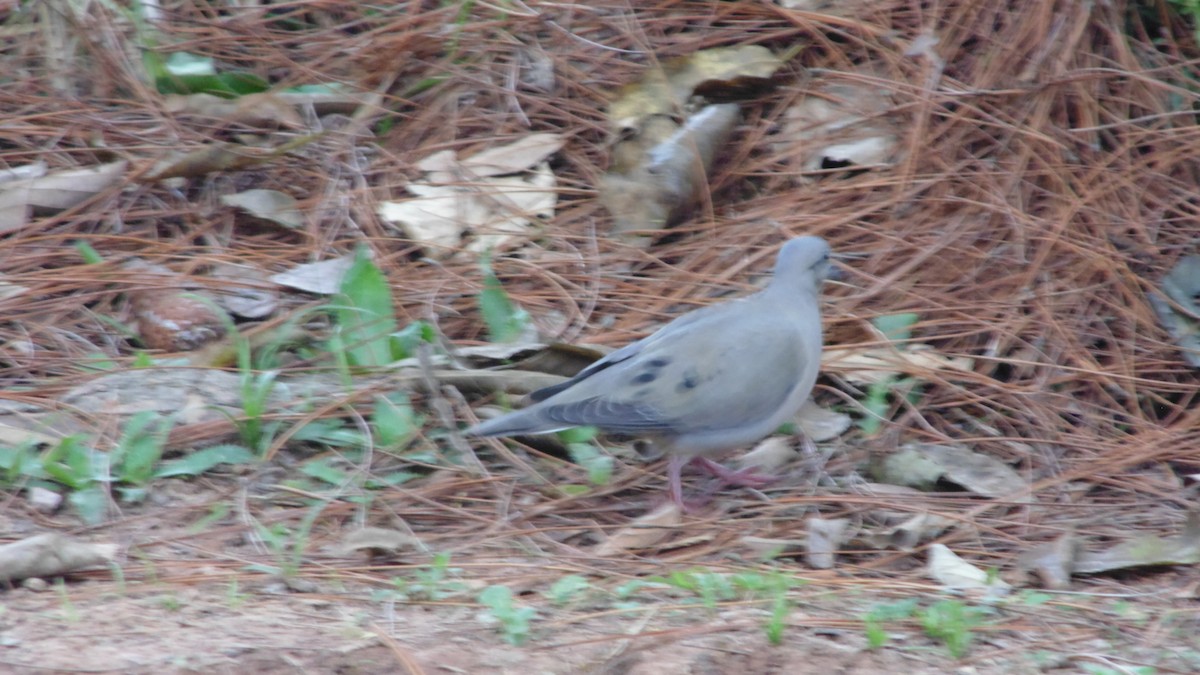 Eared Dove - ML638333364
