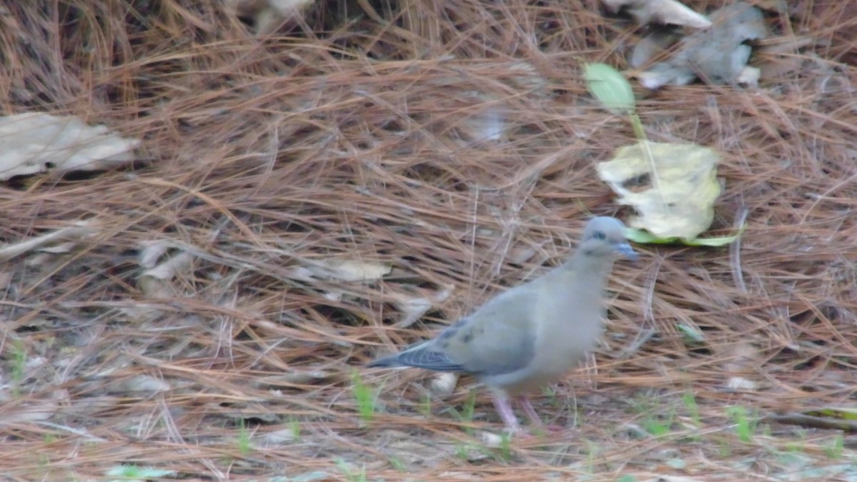 Eared Dove - ML638333366