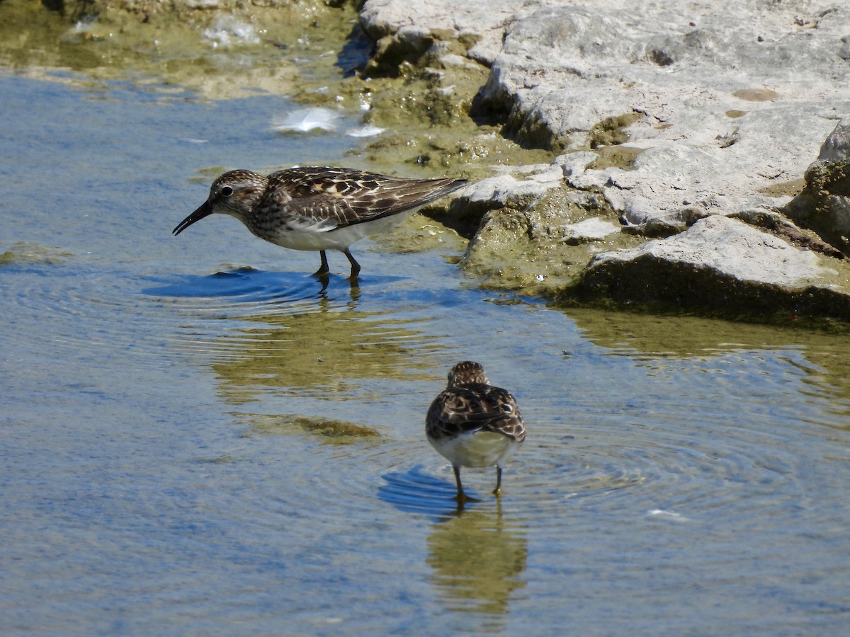 pygmésnipe - ML638333367