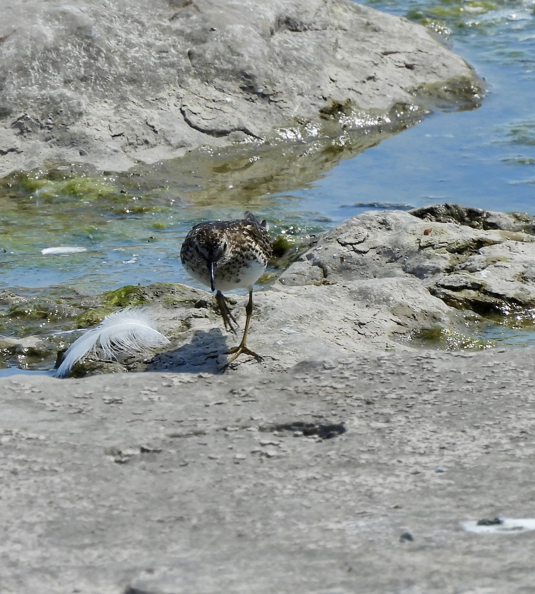 pygmésnipe - ML638333368