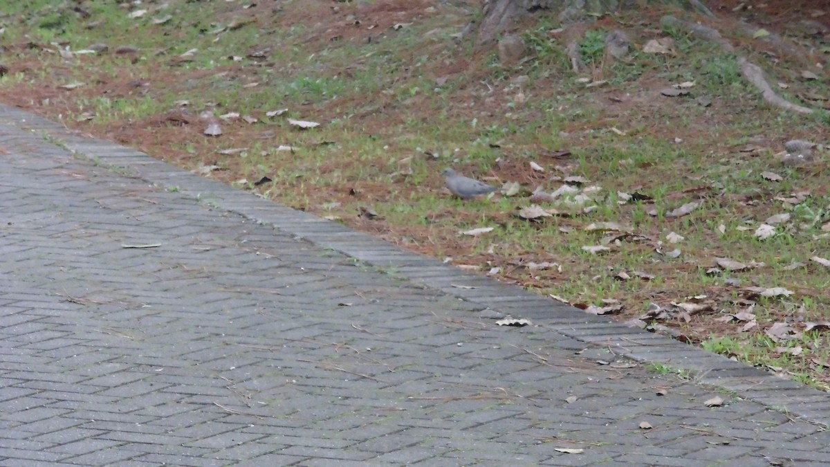Eared Dove - ML638333372