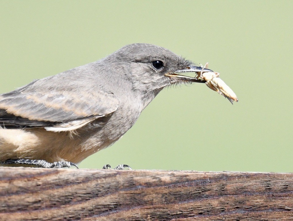 Say's Phoebe - ML638333382