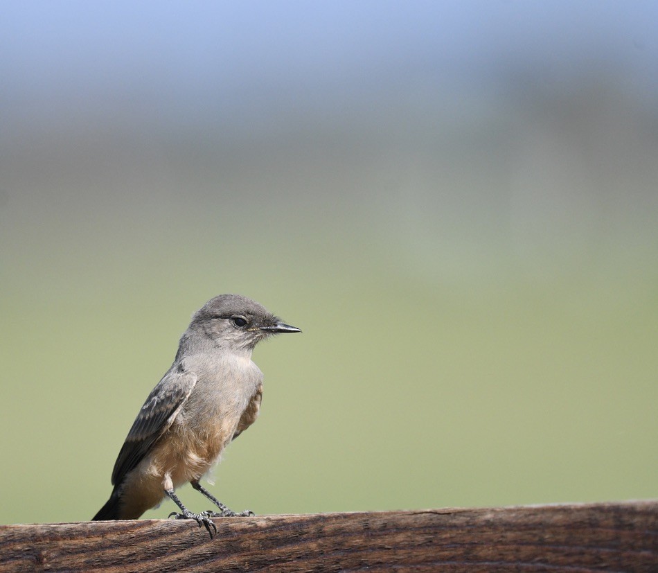 Say's Phoebe - ML638333383
