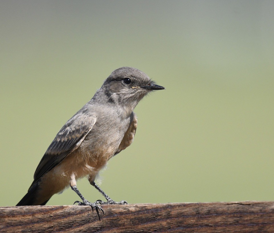 Say's Phoebe - ML638333384