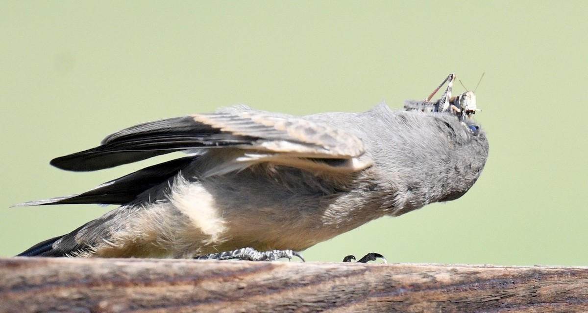 Say's Phoebe - ML638333385