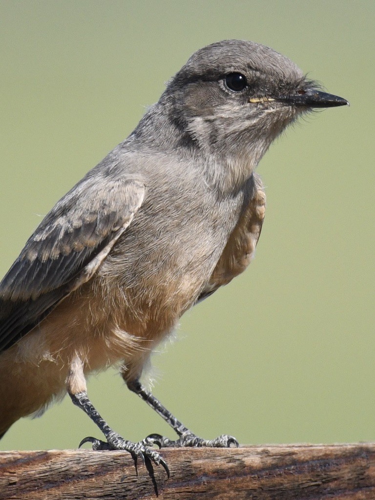 Say's Phoebe - ML638333386