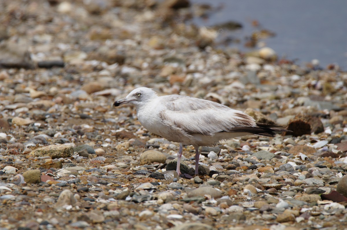 American Herring Gull - ML638333393