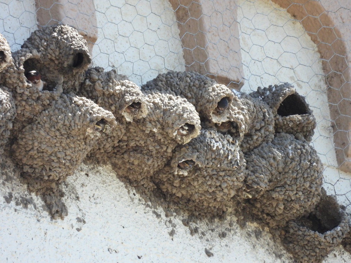 Cliff Swallow - ML638333394