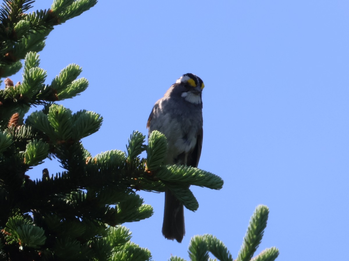 White-throated Sparrow - ML638333397