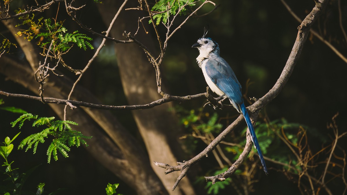 White-throated Magpie-Jay - ML638333398