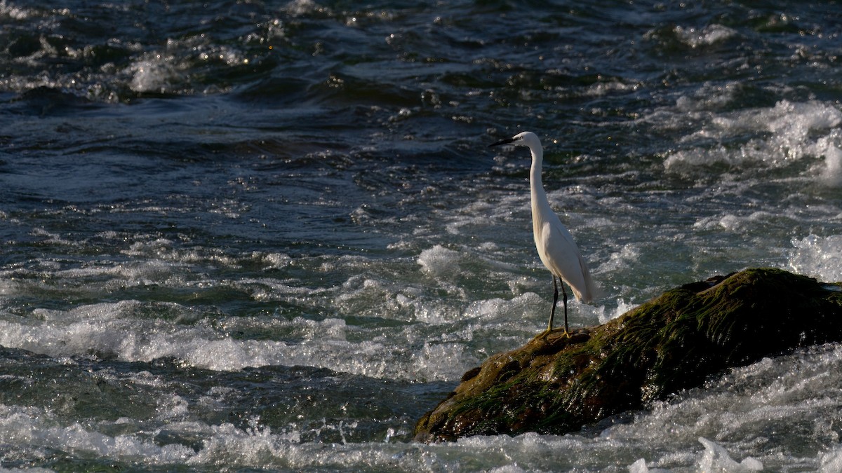 Little Egret - ML638333399