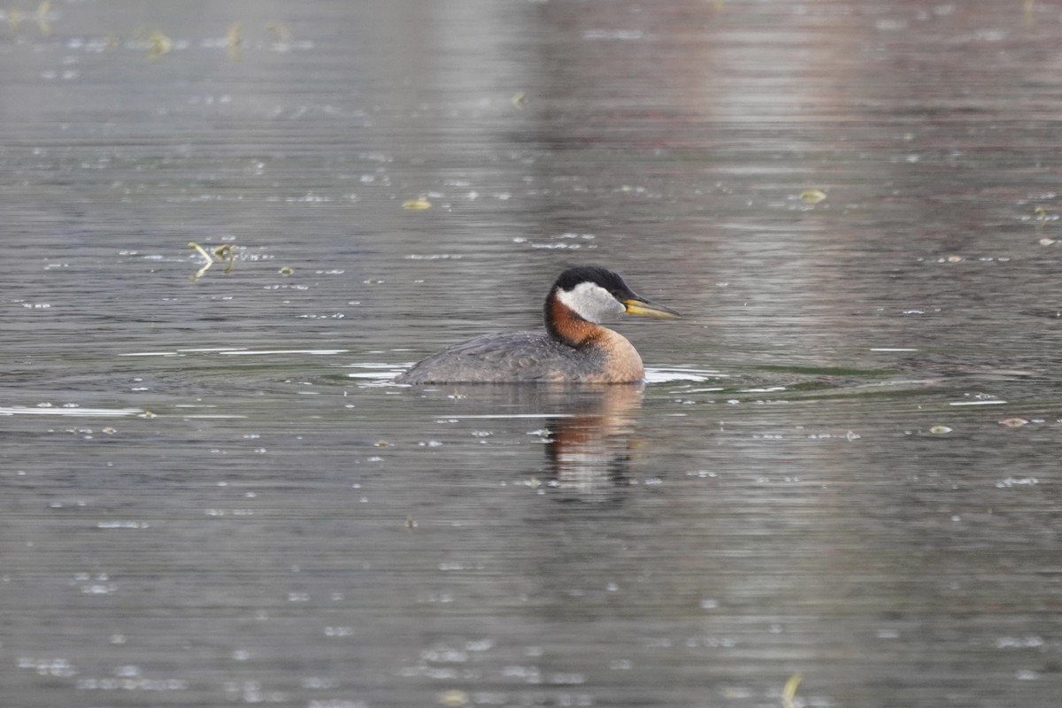 Red-necked Grebe - ML638333400