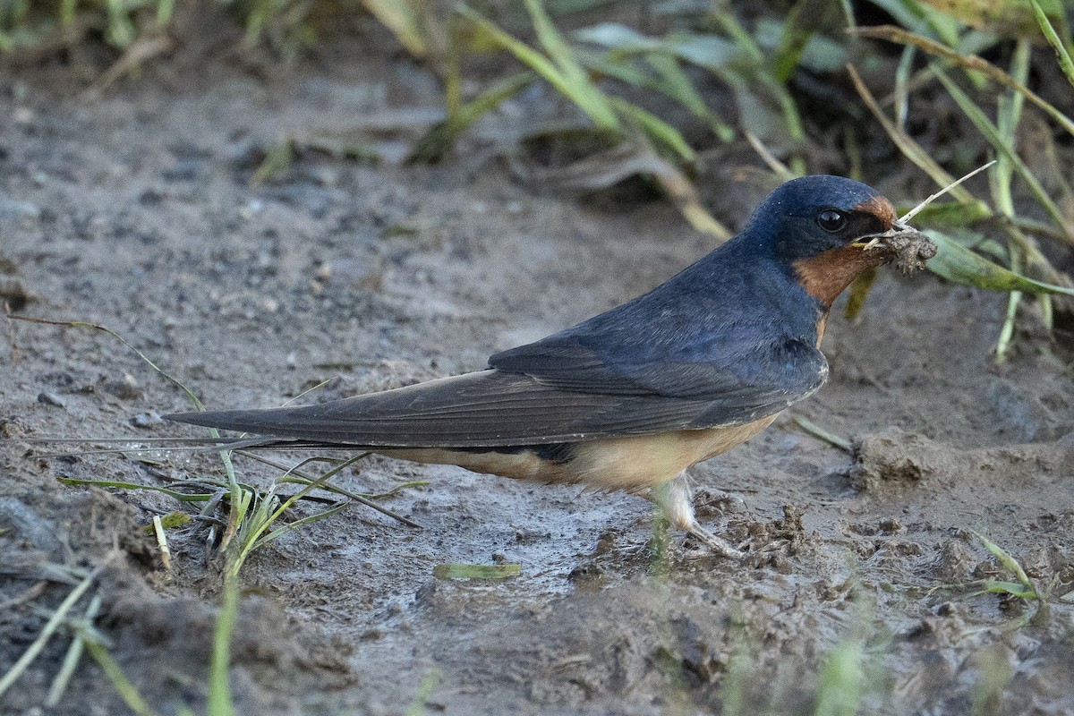 Barn Swallow - ML638333401